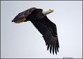 _1SB0688 bald eagle